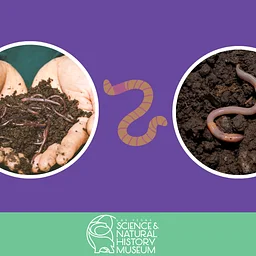 Invertebrate Anatomy: Earthworm Dissection