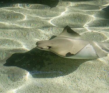 (Opening Date) Stingrays at Caribbean Cove