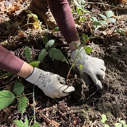 Orca Recovery Day Planting Party