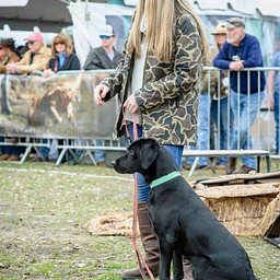 “Meet the Gundogs ” Retriever Demo