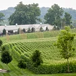 Manor Hill Brewing