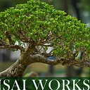 Bonsai Workshop