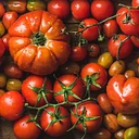 Too Many Tomatoes: Cooking Presentation