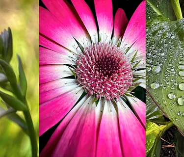 Floral Focus: iPhone Photography Workshop