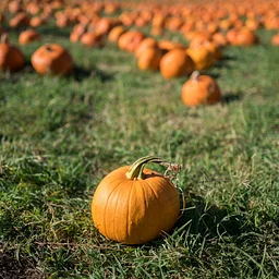 Spooktacular Halloween Family Festival