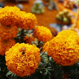 Community Ofrenda