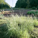 Grow Your Own Prairie in North Georgia
