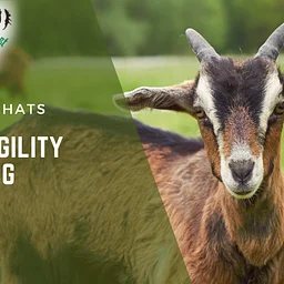 Goat Agility Training