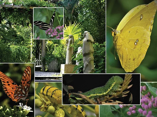 Master Gardener Tour with CJ McCartney – Earth Day