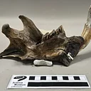 Science on Tap at Indeed Brewing: Paleontology