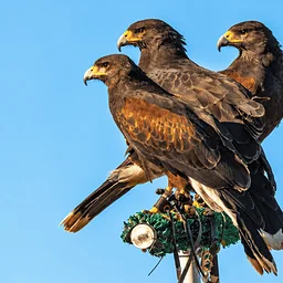 The Art of Falconry