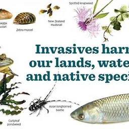 Aquatic Invaders: Plants, Mussels & More – Whitefish