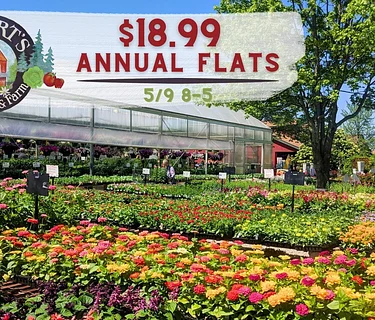 Annual Flowering Flats Sale