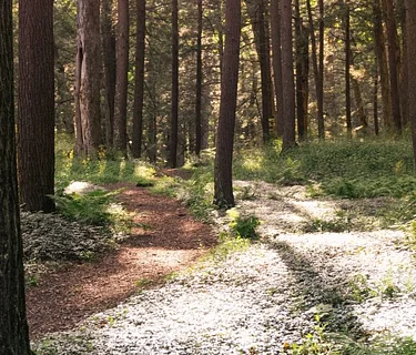 Among the Hemlocks: Beauty, Connection, and Restoration with Mary Hannah Parkman