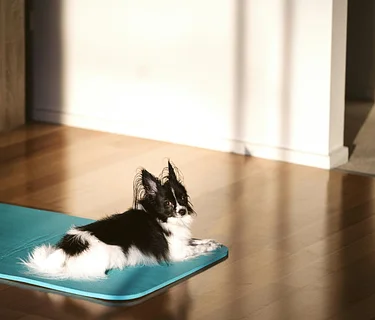 Puppy Yoga at The Market