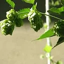 At Ease Brewing Company