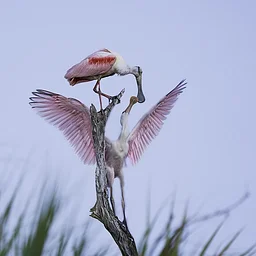 Bird and Wildlife Photography