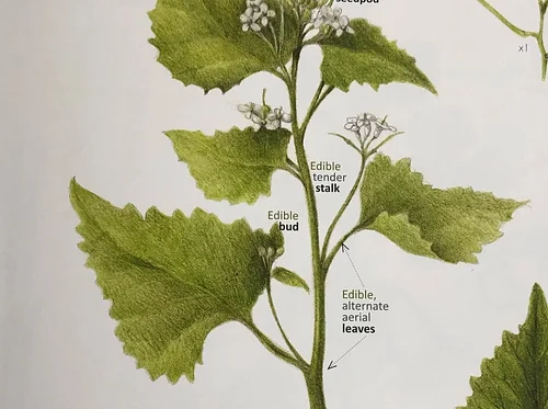 Kin Outing | Garlic Mustard Pick