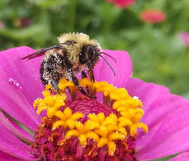 Planting for Pollinators: How to Create a Thriving Pollinator Garden