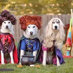 Themed Trivia: Hocus Pocus