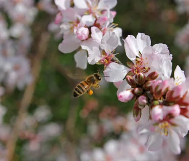 First Sunday Nature Hike: Birds, Bees, Flowers, and Trees
