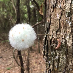 WOMEN'S HIKE: Magnolia West