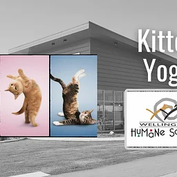 Kitten Yoga!