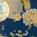 Tinker Tuesday: Microscopic Mysteries