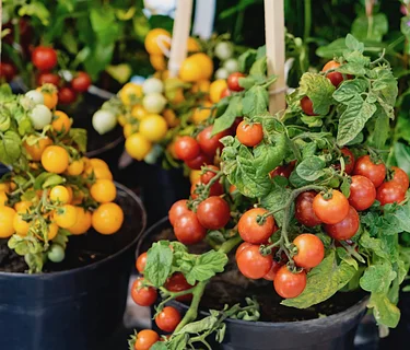 Garden Learning Series- Edible Elegance