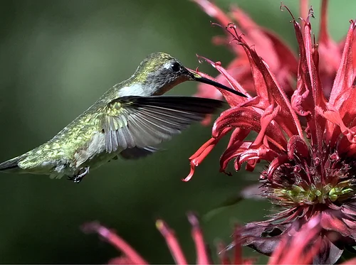 Weekend Bird Walk with In Color Birding