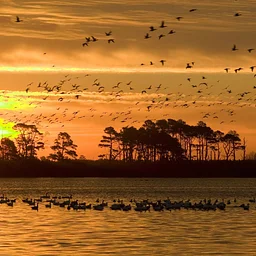 Feed Duck Hunters