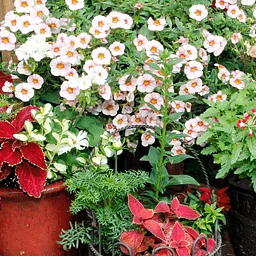 Plant, Design & Grow: Fall Container Garden Workshop