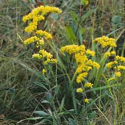 Spring Native Wildflower Planting