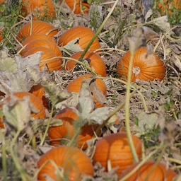 Rodgers Ranch Harvest Festival