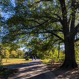 West Tennessee Chapter: TUFC Tree Giveaway