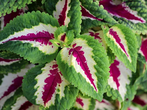 Frederick Plant Swap