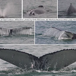 Whales in North Carolina