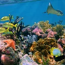 Camp Curiosity: Reef to Deep
