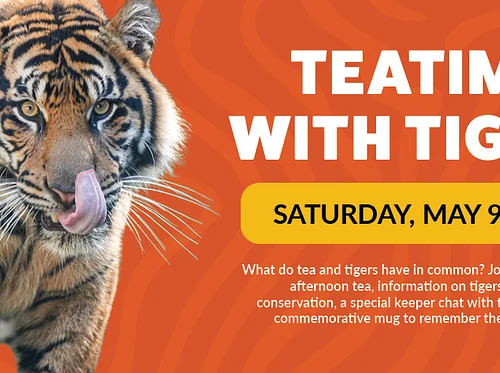 Teatime with Tigers 2026