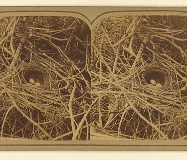 Black Belt Birding Festival