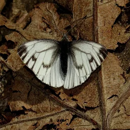 Butterfly Walks