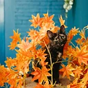 Happy Hour – Drink Specials & Catnip!