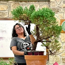 Austin Bonsai Society September Meeting