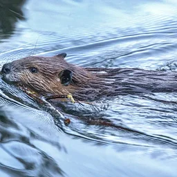 Family Hike: Beavers!