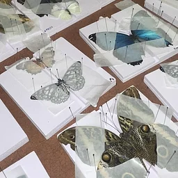 Butterfly Pinning 101