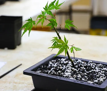 Garden Learning Series: Bonsai for Beginners