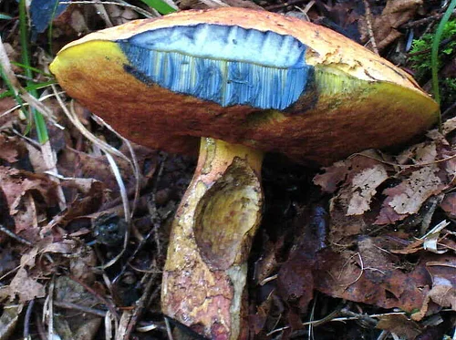 TRY IT! Beginner’s Mushroom Walk at Barking Slopes