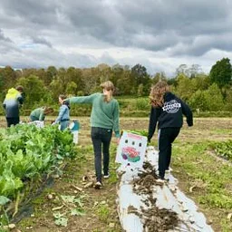 Community Farm Work Day – Onion Harvest