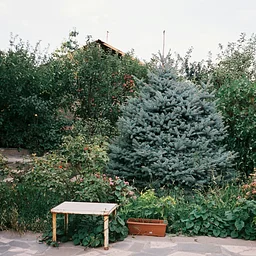 The Tree That Changes Everything: How to Choose, Place & Grow Trees for a More Beautiful, Comfortable, and Valuable Home