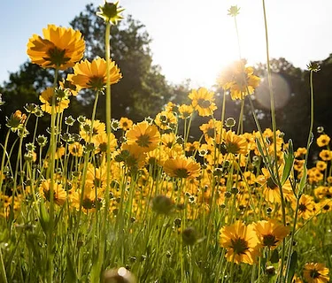 Maryland’s Ephemeral Wildflowers